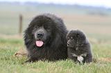 DOGUE DU TIBET 741
